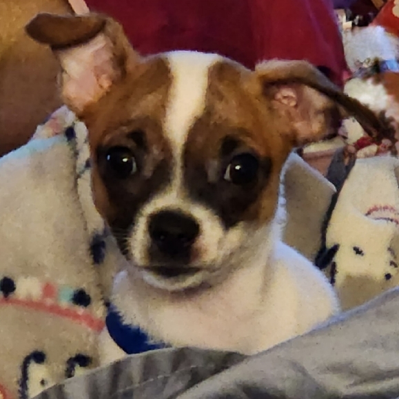 Meet your Posher, CoCo - Picture 10 of 12